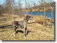 Deutsche Dogge