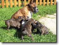 Deutscher Boxer