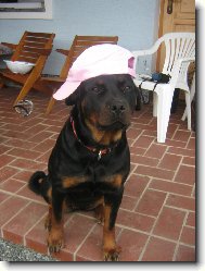 Rottweiler