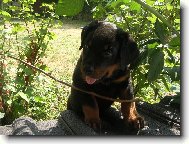 Rottweiler