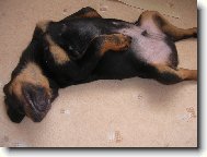 Rottweiler