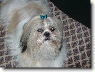 icu, Shih-Tzu