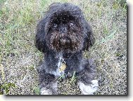 icu, Shih-Tzu