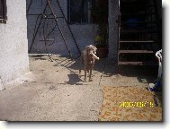 Weimaraner, Weimaraner Vorsterhund