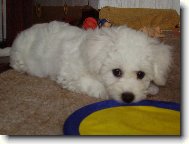 Bichon á poil frisé, Bichon Frise