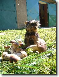 Jorkšírský terier, Yorkshire Terrier,