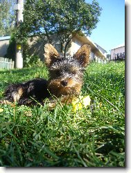 Jorkšírský terier, Yorkshire Terrier,