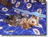 Jorkšírský terier, Yorkshire Terrier,