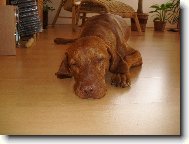 Rövidszörü Magyar Vizsla, Hungarian Short-haired Pointing Dog