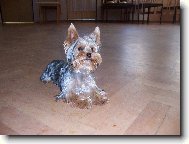 Jorkšírský terier, Yorkshire Terrier,