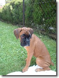 Deutscher Boxer