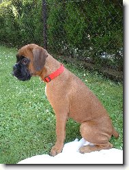 Deutscher Boxer