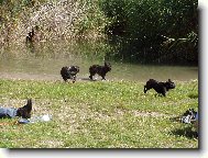 Bouledogue francais, French Bulldog