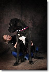Deutsche Dogge