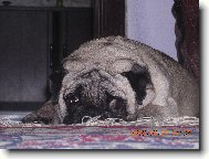 Pug