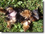Jorkšírský terier, Yorkshire Terrier,