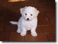 Bichon á poil frisé, Bichon Frise