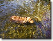 English Cocker Spaniel