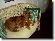 English Cocker Spaniel