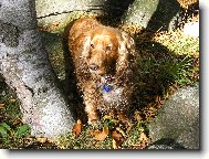 English Cocker Spaniel