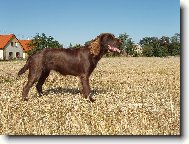 Deutscher Wachtelhund, German Spaniel