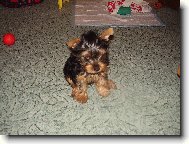 Jorkšírský terier, Yorkshire Terrier,