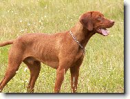 Rövidszörü Magyar Vizsla, Hungarian Short-haired Pointing Dog
