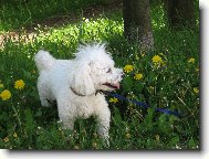 Bichon á poil frisé, Bichon Frise