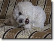 Bichon á poil frisé, Bichon Frise