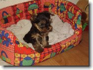 Jorkšírský terier, Yorkshire Terrier,