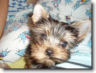 Jorkšírský terier, Yorkshire Terrier,