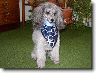 Poodle, Caniche