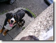 Berner Sennenhund