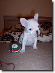 Bouledogue francais, French Bulldog