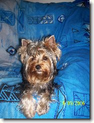 Jorkšírský terier, Yorkshire Terrier,