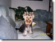 Jorkšírský terier, Yorkshire Terrier,