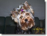 Jorkšírský terier, Yorkshire Terrier,