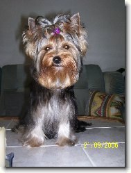 Jorkšírský terier, Yorkshire Terrier,