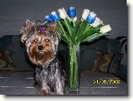 Jorkšírský terier, Yorkshire Terrier,