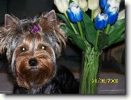 Jorkšírský terier, Yorkshire Terrier,