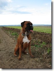 Deutscher Boxer