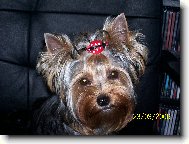Jorkšírský terier, Yorkshire Terrier,