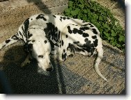 Dalmatinac, Dalmatian