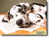 Deutsche Dogge