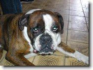 Deutscher Boxer