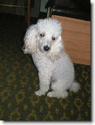 Poodle, Caniche