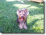 Jorkšírský terier, Yorkshire Terrier,