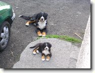 Berner Sennenhund