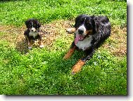 Berner Sennenhund