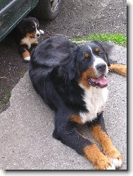 Berner Sennenhund